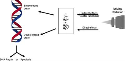 The Hypoxic Microenvironment of Breast Cancer Cells Promotes Resistance in Radiation Therapy